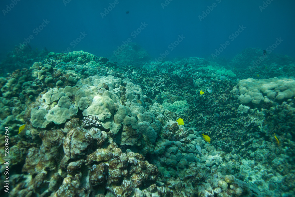 Light dancing across the coral reef in Hawaii