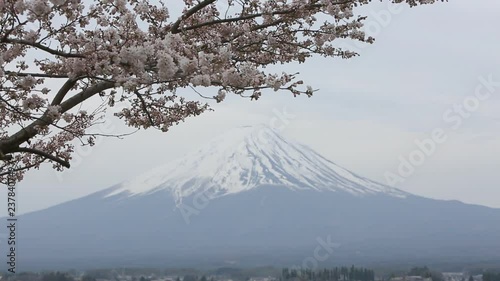 Cherry blossom with Mount fuji at Lake kawaguchiko background, Sakura season in Japan. 
