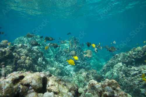 Beautiful underwater scene with a school of yellow tangs in Hawaii © DaiMar