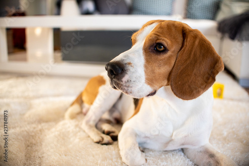 Purebred beagle dog lying on carpet in living room