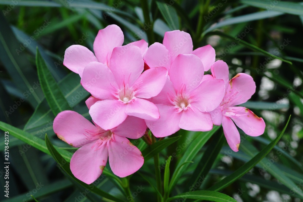 Fototapeta premium the pink flowers