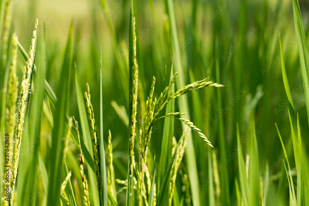 Obraz premium Close up of green paddy rice plant.