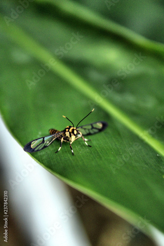 Insekt © VoKoGrafie