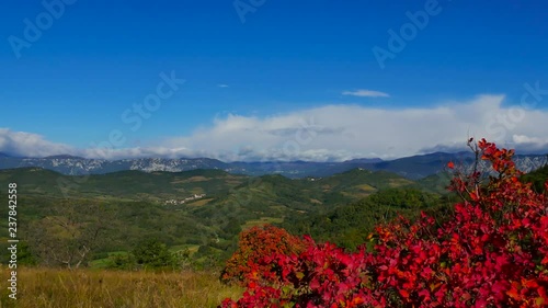 vivid smoketrees in grassfield view on the valley in autumn camera up photo
