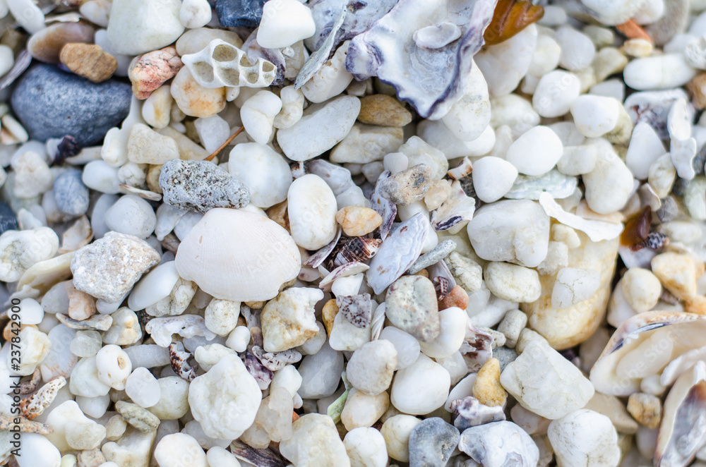 shells on the beach