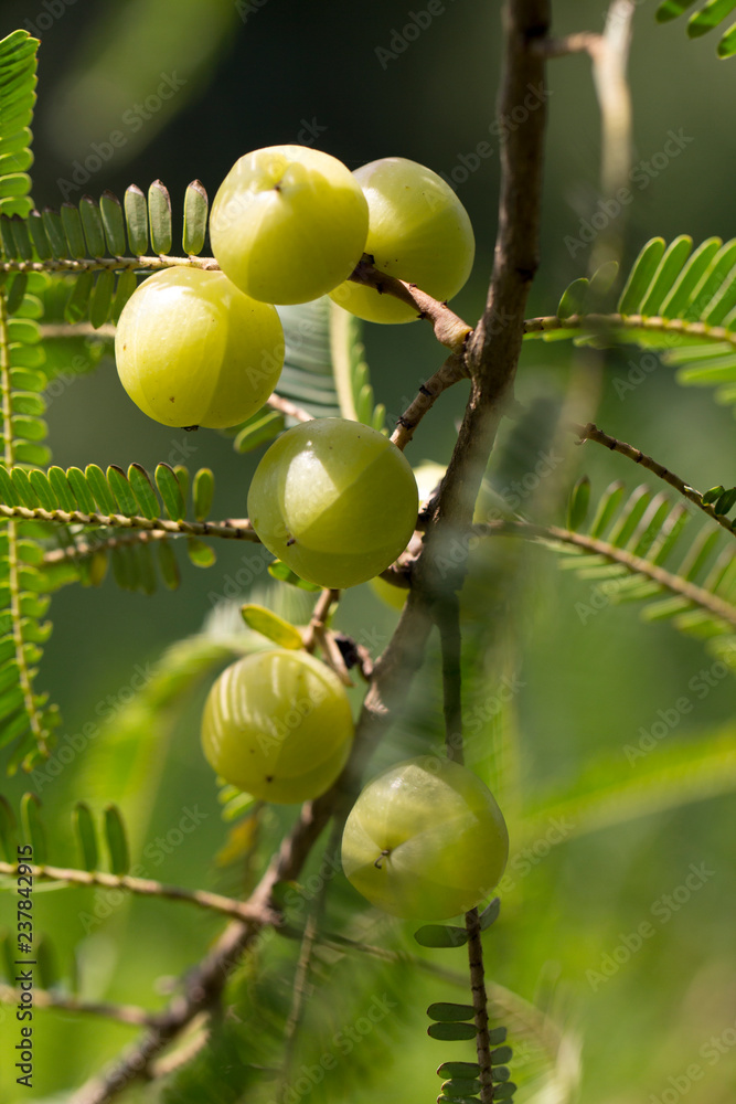Indian Gooseberry (Phyllanthus emblica) on the tree Indian Gooseberry (Phyllanthus emblica) on the tree