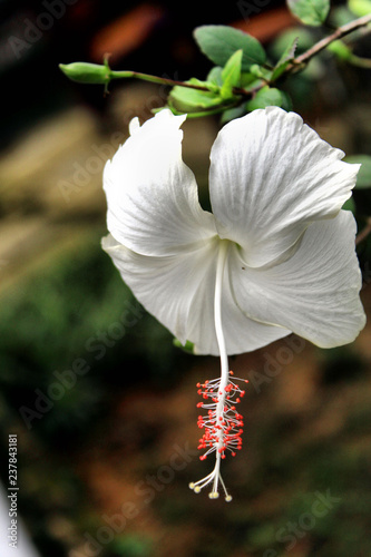 Blume