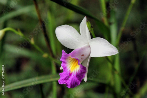 Blume