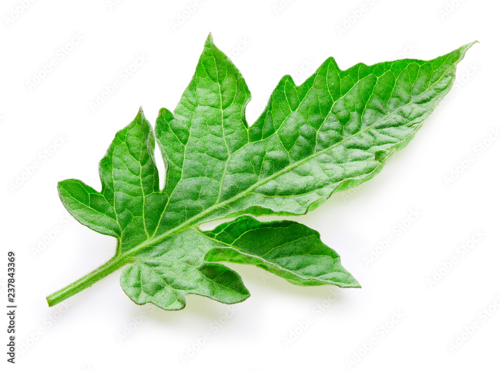 Tomato leaves isolated Tomato leaves isolated