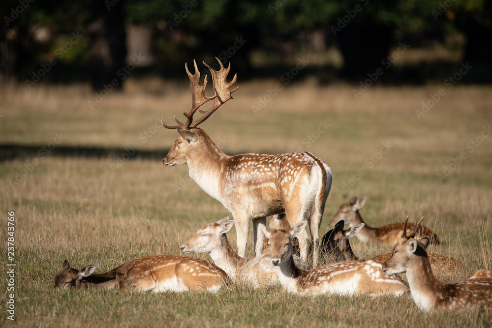 Lovely image of Fallow Deer Dama Dama in Autumn field and woodland landscape setting Lovely image of Fallow Deer Dama Dama in Autumn field and woodland landscape setting