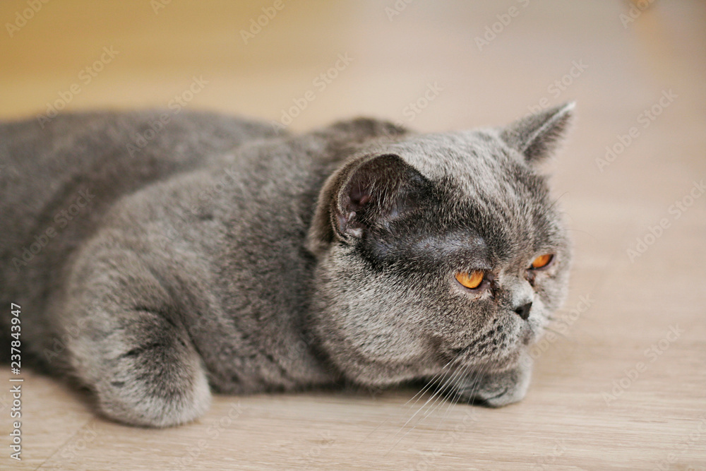 Close-up of a exotic shorthair cat