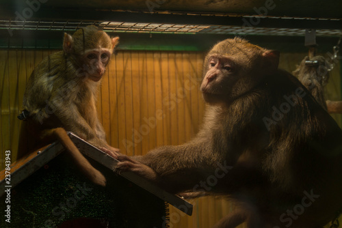 monkey family in a cage