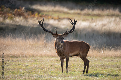 Beautiful portrait of red deer stag Cervus Elaphus in colorful Autumn Fall woodland landscape