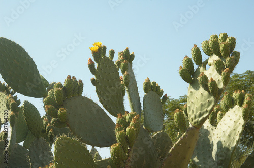 Cactus - opuntia - Israeli symbol photo