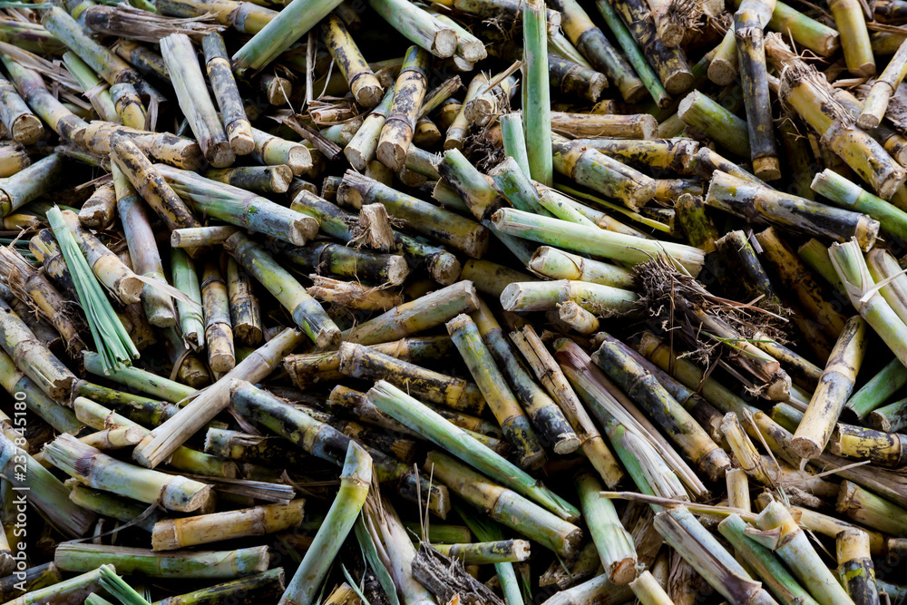 Cane pieces from sugar cane cutter for sugar factory. Cane pieces from sugar cane cutter for sugar factory.