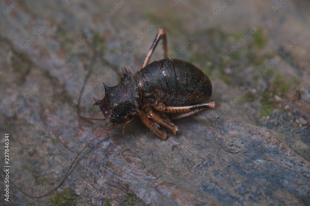 View of curled up cricket