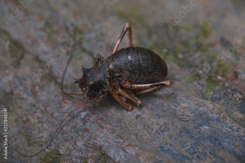 View of curled up cricket