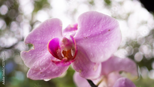 Background bokeh,  Pink orchid There are drops of water at the flower.