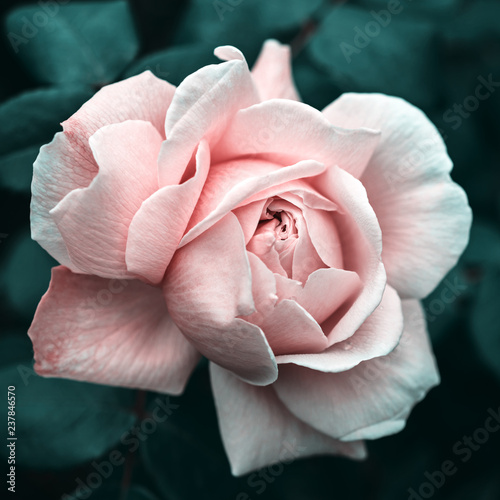 Pink rose close up, stylized