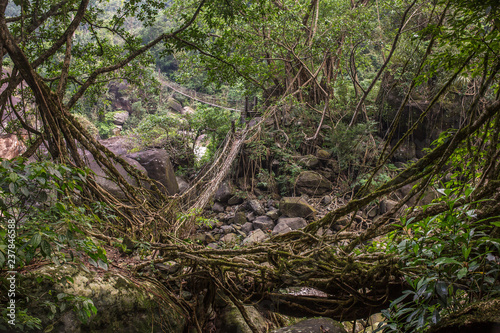 Living roots bridge near Nongriat village  Cherrapunjee  Meghalaya  India. This bridge is formed by training tree roots over years to knit together.