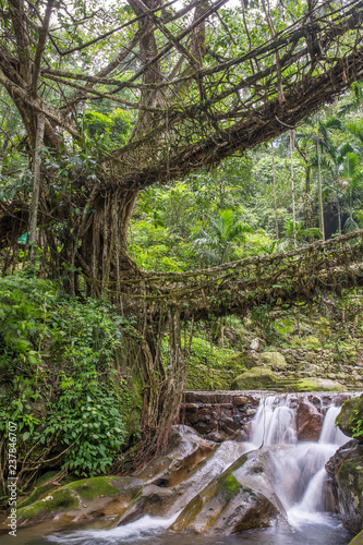 Famous Double Decker living roots bridge near Nongriat village, Cherrapunjee, Meghalaya, India. This bridge is formed by training tree roots over years to knit together.