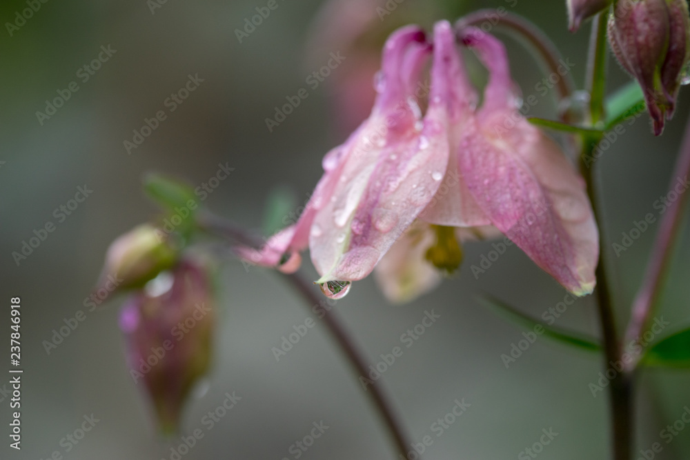 Fototapeta premium Blüte mit Wassertropfen