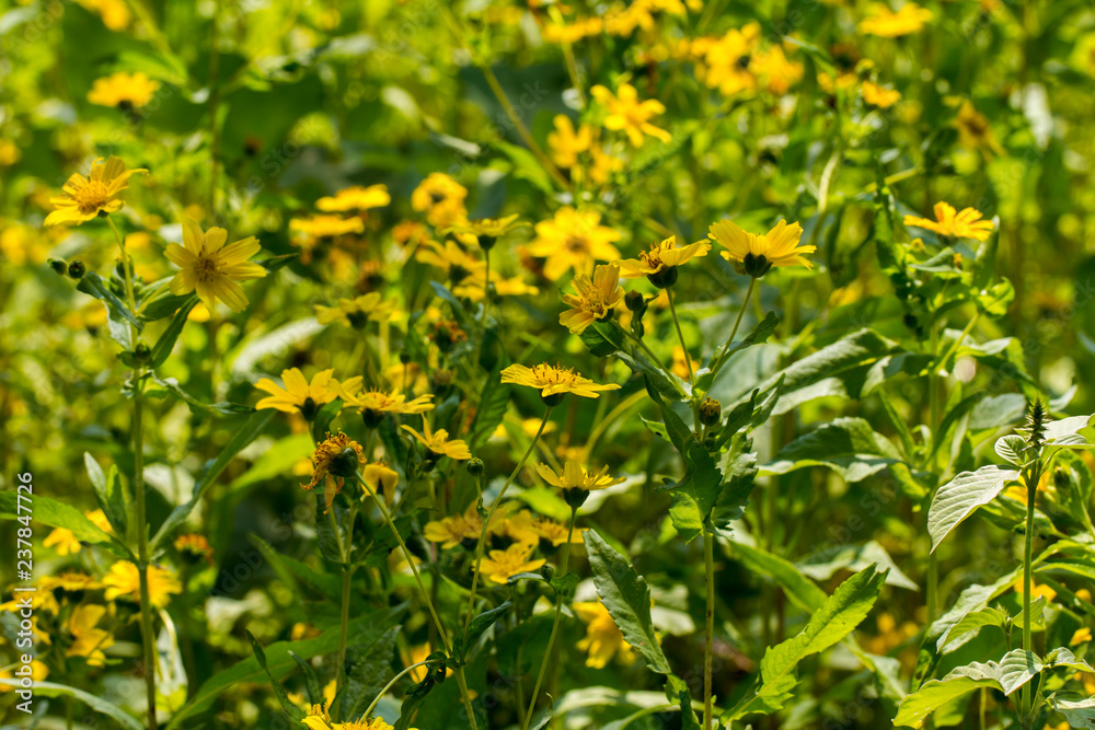 Yellow sesame flowers field background