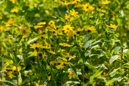 Yellow sesame flowers field background © Ideologyhub