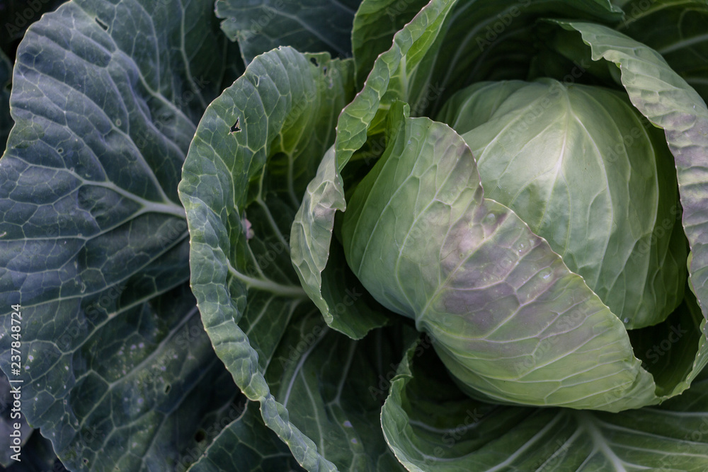 Obraz premium White cabbage