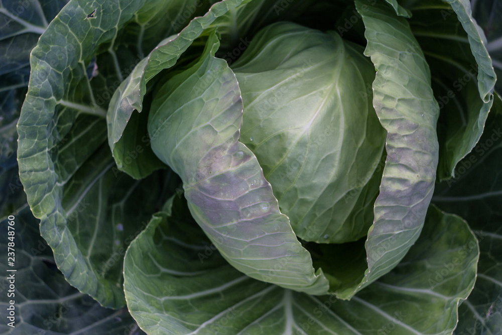 Fototapeta premium White cabbage