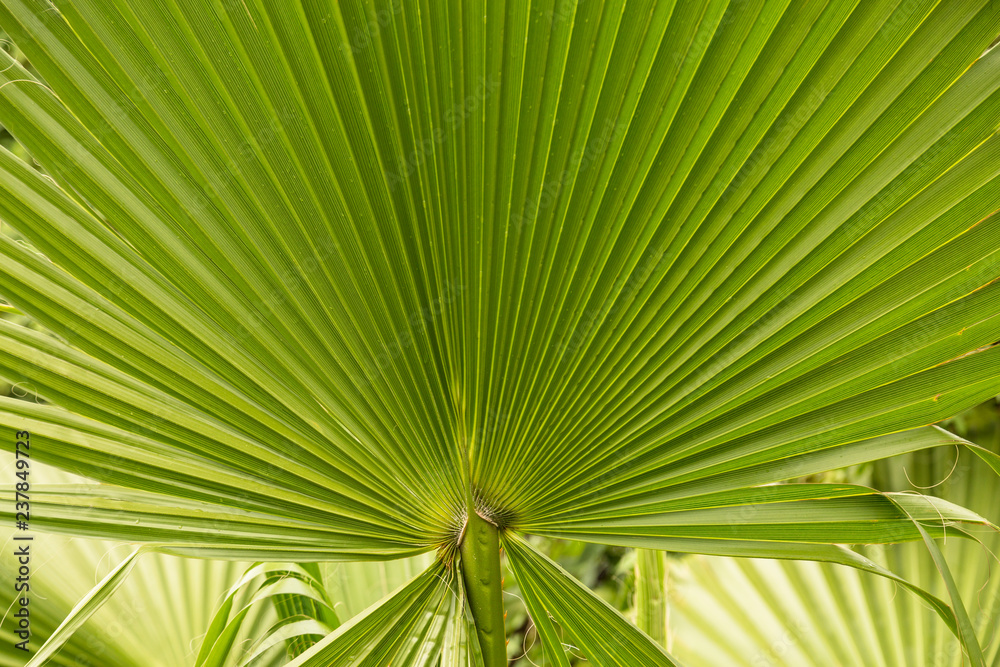 Fototapeta premium Background of natural objects