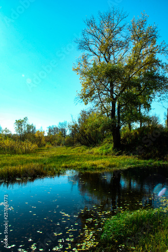 Summer landscape by the lake