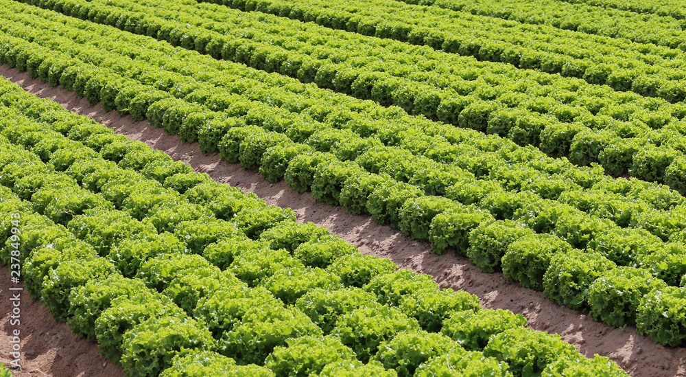 field of lettuce grown on sandy soil