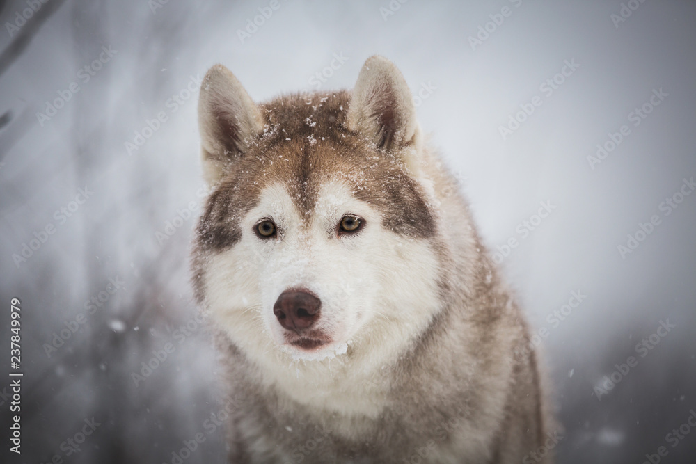 Close-up portrait of beautiful and free dog breed siberian husky sitting in the fairy winter forest on snowy background