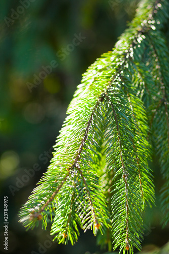 Fototapeta Naklejka Na Ścianę i Meble -  Christmas tree branches on blurred background. Spruce needles on green background with bokeh. Blank for Christmas cards. Coniferous forest on sunny day