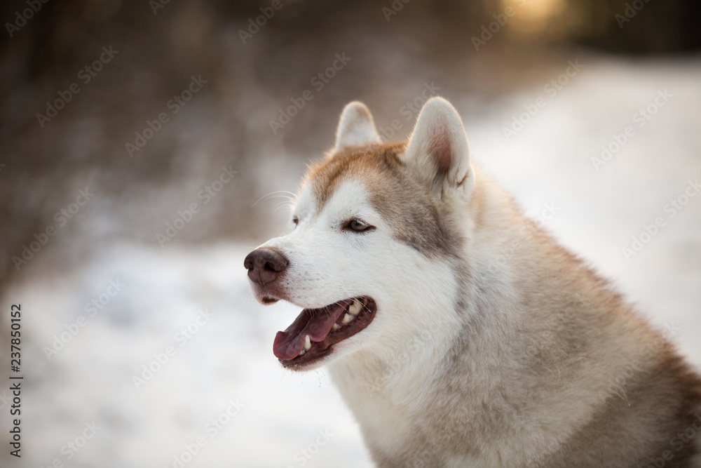 Profile portrait of cute Husky dog sitting in winter forest at sunset.