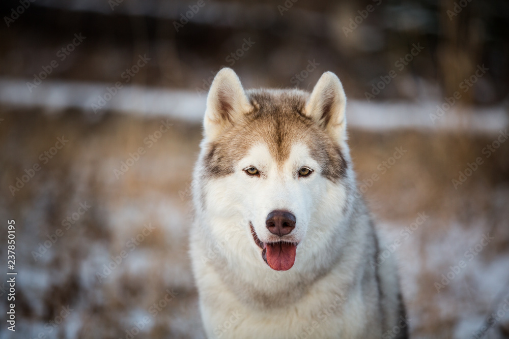 Close-up portrait of gorgeous siberian Husky dog sitting in winter forest at sunset. Close-up portrait of gorgeous siberian Husky dog sitting in winter forest at sunset.