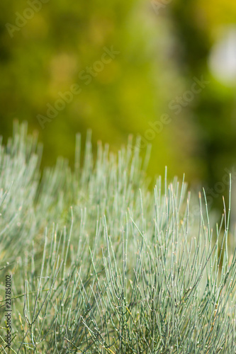 Christmas tree branches on blurred background. Spruce needles on green background with bokeh. Blank for Christmas cards. Coniferous forest on sunny day