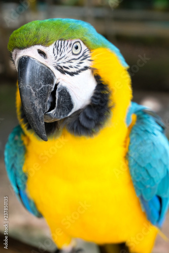 Aggressive Blue and Yellow Macaw