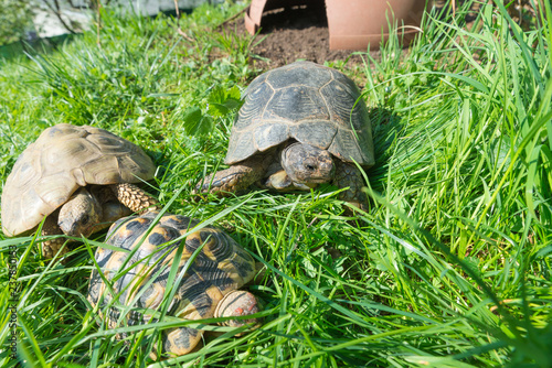 Marginated tortoise (Testudo marginata sarda), in the center, in a green meadow with two common turtles. Selective focus