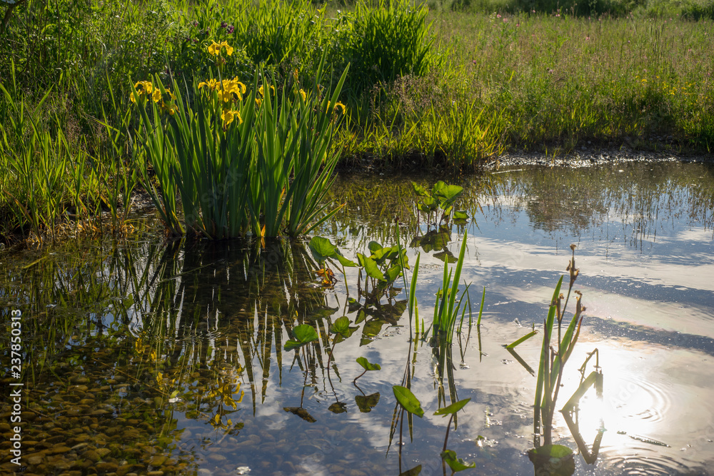 Fototapeta premium Am Teich