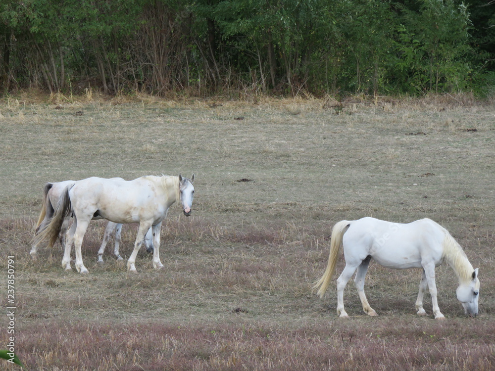 Obraz premium Cavalli