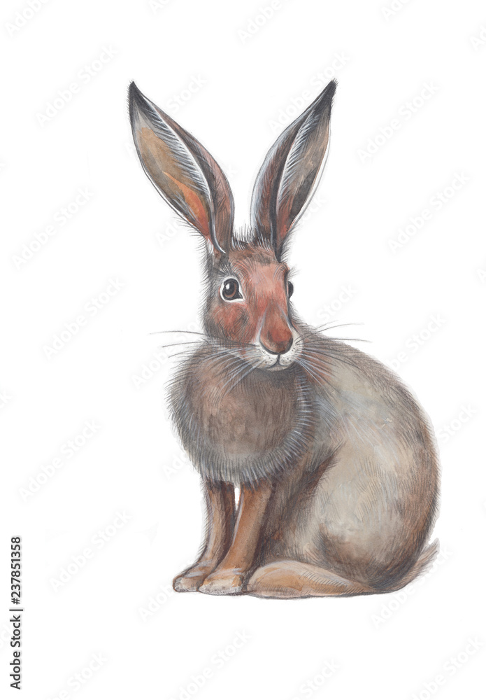 Fototapeta premium Watercolor illustration of grey hare.