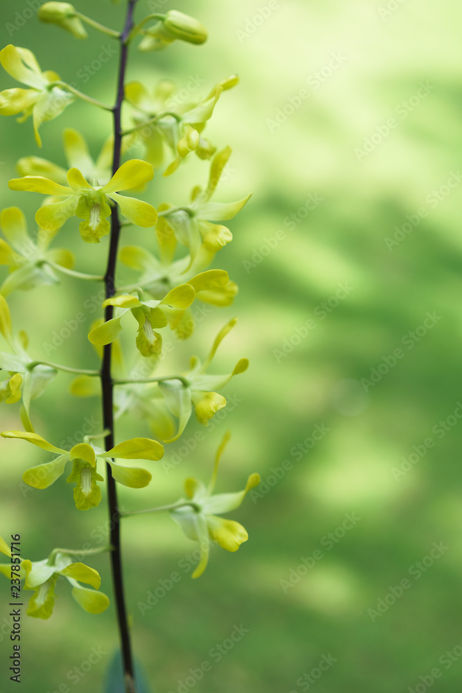 green orchid flower