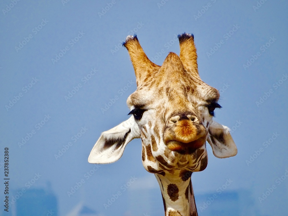 Naklejka premium A Giraffe looking less than amused