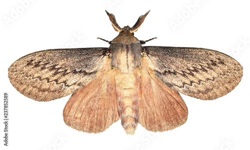 Cypress moth, Pachypasa otus or Sphinx otus (Lepidoptera: Lasiocampidae) is a one of the dangerous pests of cypress, juniper, thuja and oak trees. Isolated on a white background photo