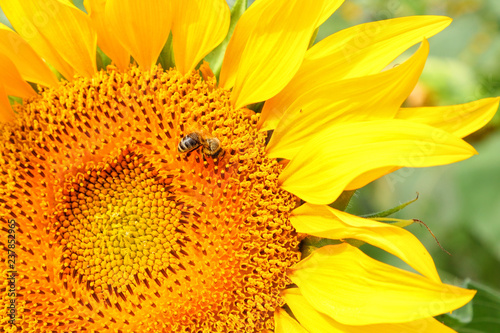 Bee on the sunflower. Close up