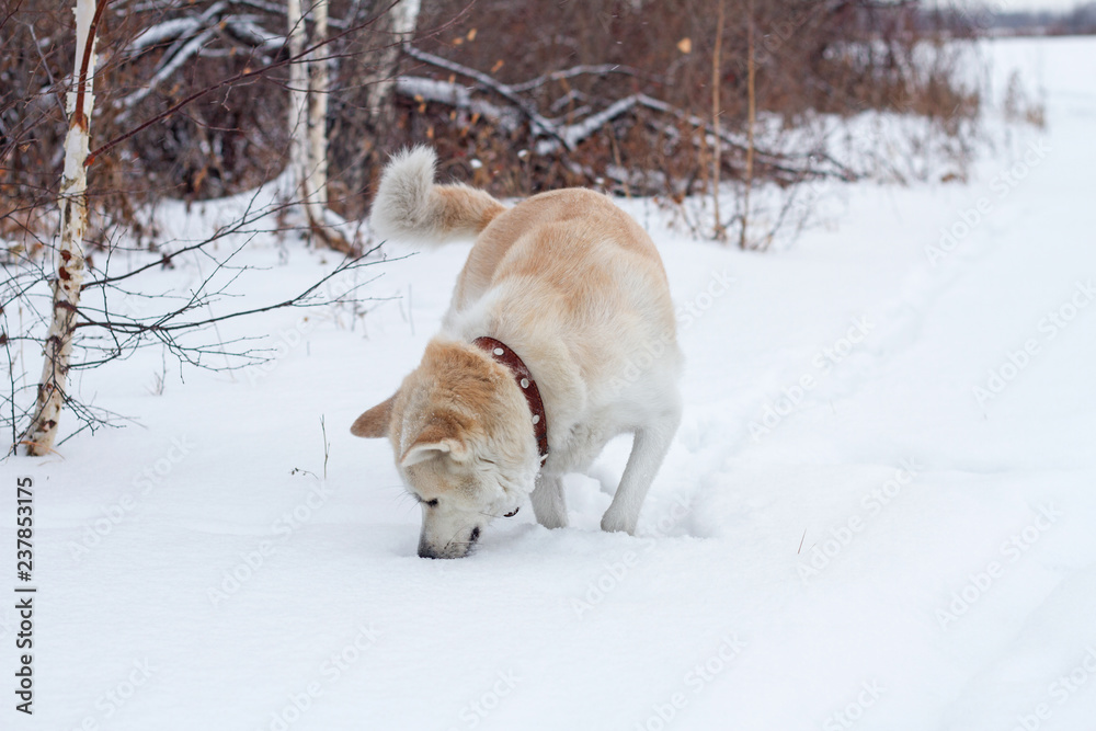 Cute beautiful red-haired Japanese Akita Inu dog eats snow in a snowdrift in the winter in the forest among the birch trees on a natural snowy background. Cute beautiful red-haired Japanese Akita Inu dog eats snow in a snowdrift in the winter in the forest among the birch trees on a natural snowy background.
