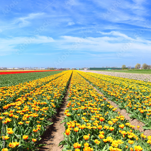Holland tulips field. Spring magic of blossom. Dutch flowers. Colorful flowering landscape. Netherlands, Lisse - Tulip-growing region