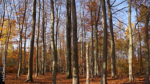 Buchenwald